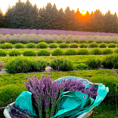 Purple Pine Lavender Farm
